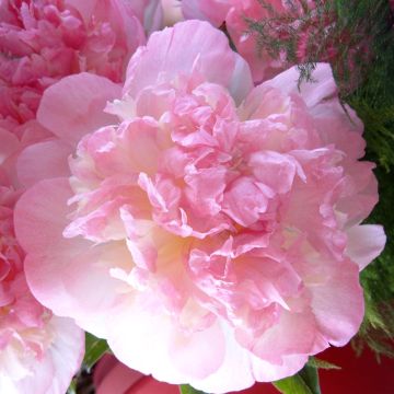 Peónia chinesa Raspberry Sunday