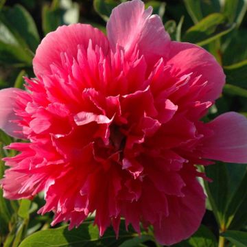 Paeonia officinalis Rosea Plena