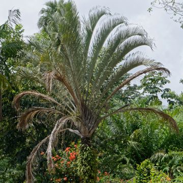 Dypsis decaryi