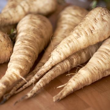 Cherovia Tender And True