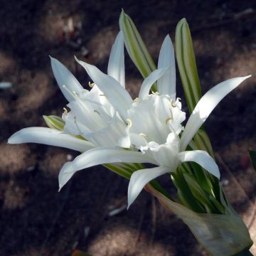 Pancratium maritimum