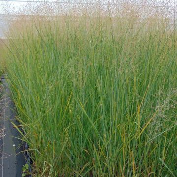 Panicum virgatum Cloud Nine