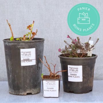 Cestas de plantas em desconto