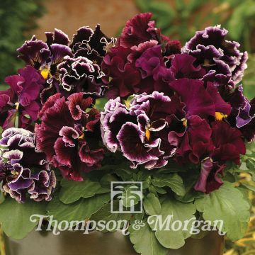 Amor-perfeito Chalon Supreme Wildberry Mixed em sementes - Viola x wittrockiana