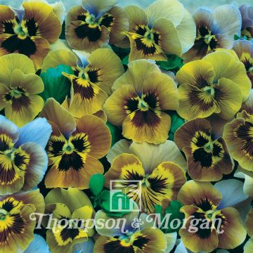 Amor-perfeito Envy em sementes - Viola x wittrockiana