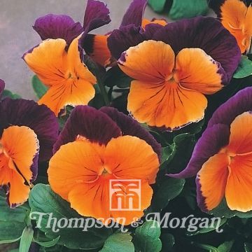 Amor-perfeito Jolly Joker em sementes - Viola x wittrockiana