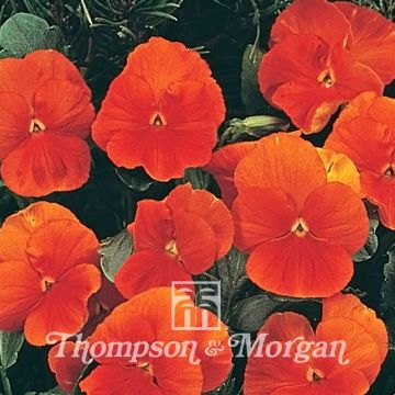 Amor-perfeito Padparadja em sementes - Viola x wittrockiana