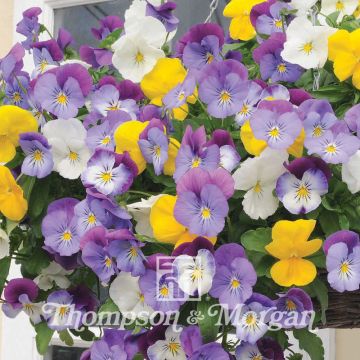 Amor-perfeito Plentifall Mixed Hybrid F1 em sementes - Viola x wittrockiana