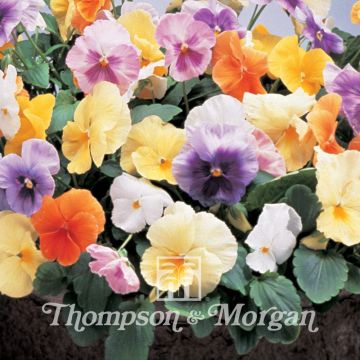 Amor-perfeito Water Colours Mixed em sementes - Viola x wittrockiana