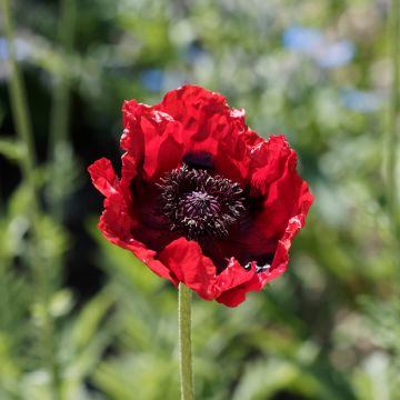 Papaver bracteatum Great Scarlet em sementes