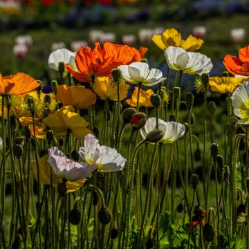 Papoila-da-islândia Artist's Glory em sementes