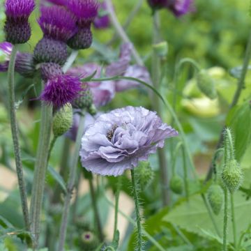 Papaver rhoeas Amazing Grey em sementes Papaver rhoeas Amazing Grey em sementes
