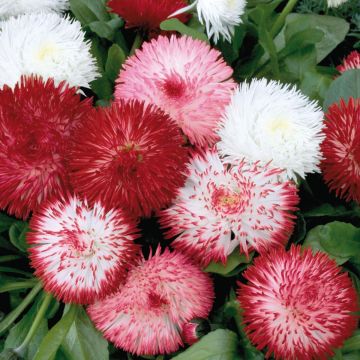 Bellis perennis Habanera em minimottes