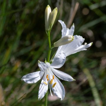 Paradisea liliastrum