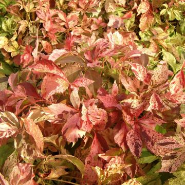 Parthenocissus quinquefolia Star Shower