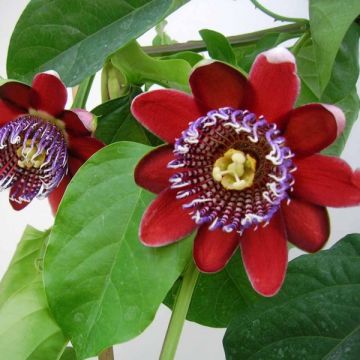 Passiflora alata - Maracujá-doce