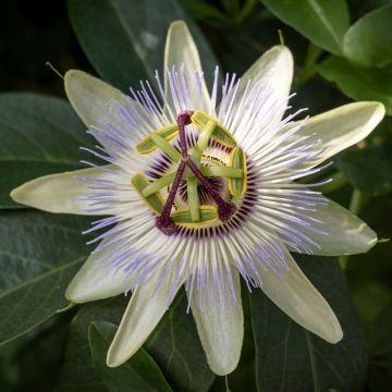Maracujá-azul Clear Sky - Passiflora caerulea