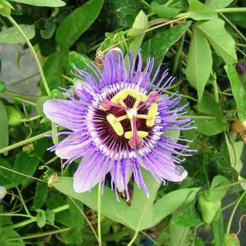 Maracujá-azul Purple Haze - Passiflora caerulea