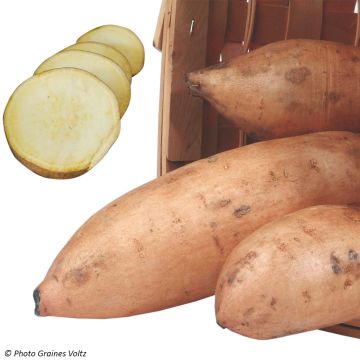 Batata-doce Bonita Bio plantas jovens