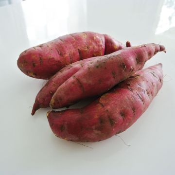 Batata-doce Murasaki 29 plantas jovens
