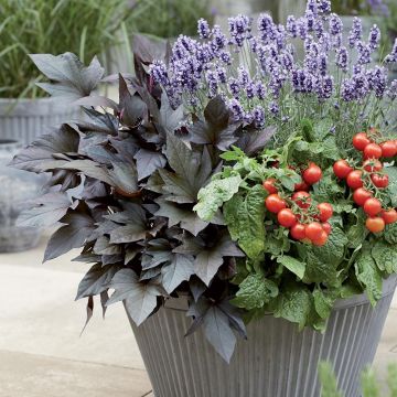 Batata-doce Paradise Manihi em mini-torrões