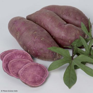 Batata-doce Paradise Tahiti em mini-torrões