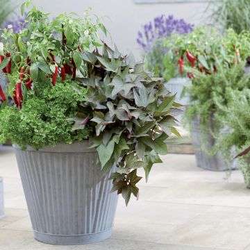 Batata-doce Paradise Takatoto em mini-torrões