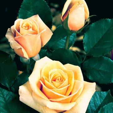 Roseira de flor grande Paul Ricard