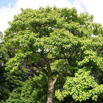 Paulownia tomentosa - Paulónia