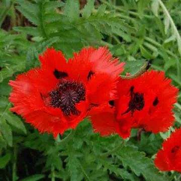 Papoila-oriental Türkenlouis