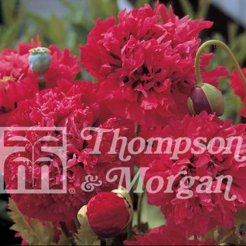 Papaver somniferum var. nigrum Red Pom Pom's em sementes