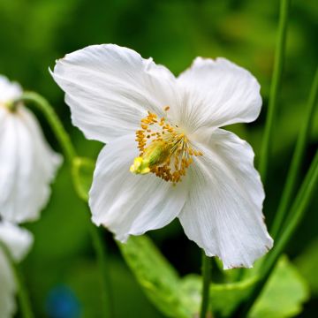 Meconopsis betonicifolia Alba Meconopsis betonicifolia Alba