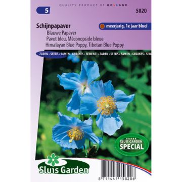 Meconopsis betonicifolia em sementes