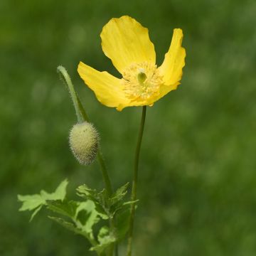 Meconopsis cambrica