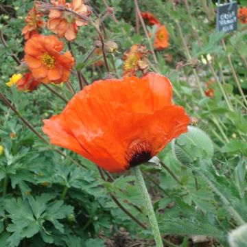 Papoila-oriental Brilliant