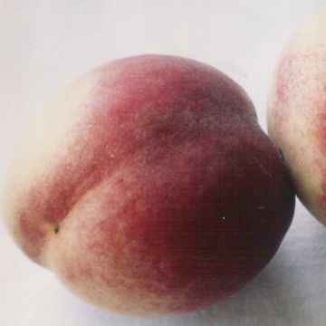 Pessegueiro-de-vinha Vinha Branca - Prunus persica