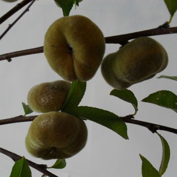 Pessegueiro Jalousia - Prunus persica