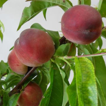 Pessegueiro Robin - Prunus persica