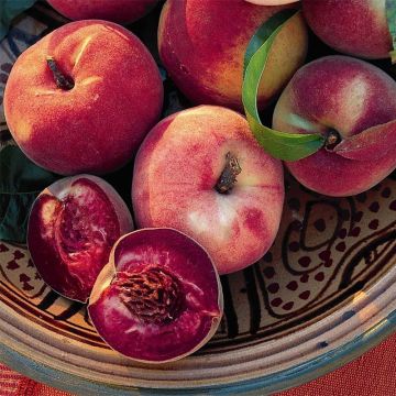 Pessegueiro Sanguine de Savoie Georges Delbard - Prunus persica