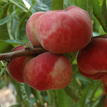 Pessegueiro Sauzee Bel - Prunus persica
