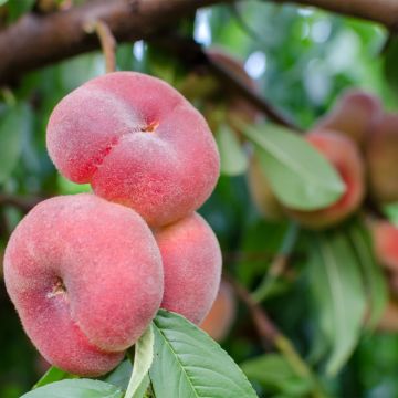 Pessegueiro anão Fruit Me Peach Me Donut - Prunus persica