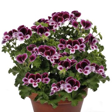 Sardinheira Angel's Perfume