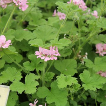 Gerânio perfumado Attar of Roses - Pelargonium x capitatum