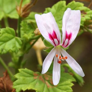 Pelargonium greytonense