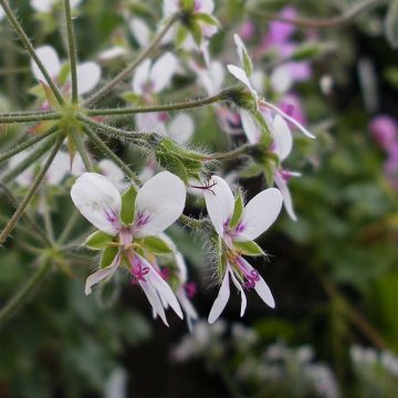 Gerânio perfumado - Pelargonium tomentosum