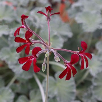 Pelargonium reniforme x sidoides Pelargonium reniforme x sidoides