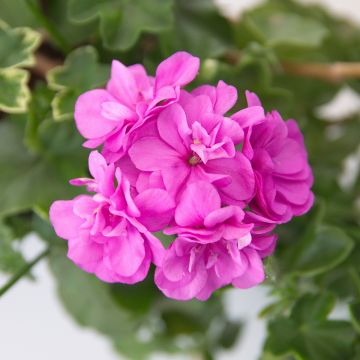 Gerânio Hera Amelit