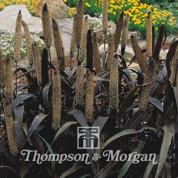 Pennisetum glaucum Purple Majesty em sementes