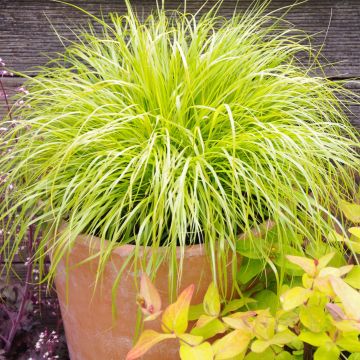 Pennisetum alopecuroides Hameln Gold