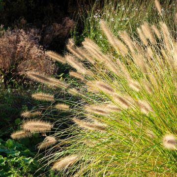 Pennisetum alopecuroides Hameln